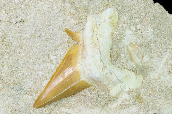 Otodus Shark Tooth Fossil in Rock - Eocene #135841